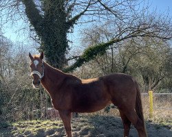 broodmare Galathe 21 (German Sport Horse, 2004, from Grandelstein)