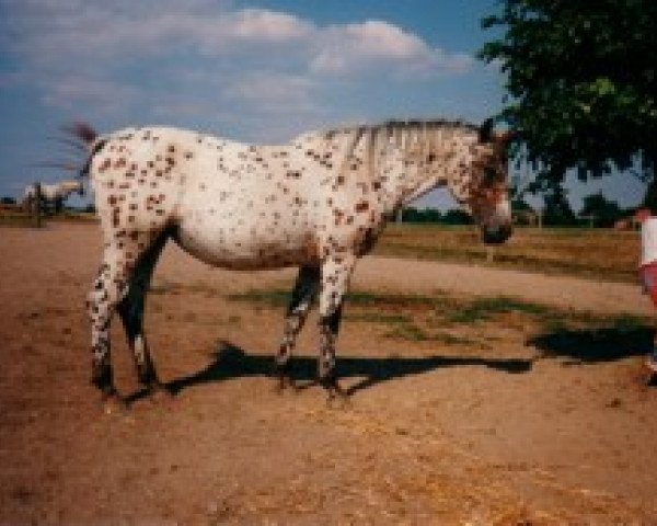 broodmare Charis von Kobold (Knabstrupper, 1993, from Amor von Kobold)