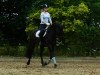 jumper Twarres (KWPN (Royal Dutch Sporthorse), 2000, from No Limit)