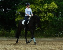 jumper Twarres (KWPN (Royal Dutch Sporthorse), 2000, from No Limit)