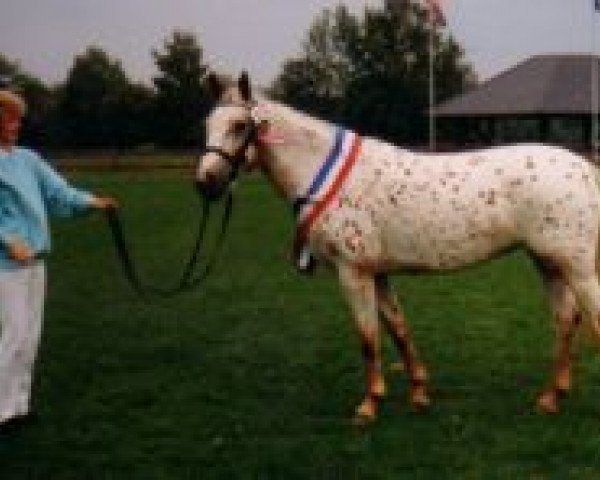 broodmare Quaint Sandy von Kobold (Knabstrupper, 1988, from Silver af Egely)