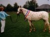 broodmare Quaint Sandy von Kobold (Knabstrupper, 1988, from Silver af Egely)