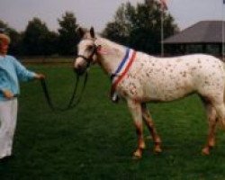 broodmare Quaint Sandy von Kobold (Knabstrupper, 1988, from Silver af Egely)