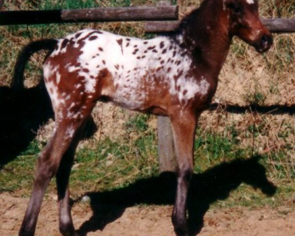 Zuchtstute Quaint Sophia von Kobold (Knabstrupper, 1997, von Marius)