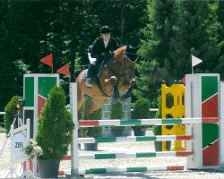 Zuchtstute Cindy First (Schweizer Warmblut, 2006, von Con Spirito R)