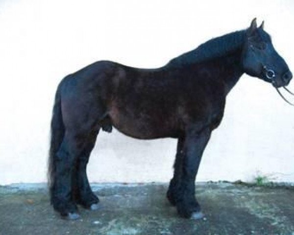 stallion Anwalt von Tucheim (Rhenish-German Cold-Blood, 2004, from Amadeus 5815)