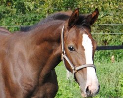 jumper Quindici ML (Hanoverian, 2011, from FRH Quaid)