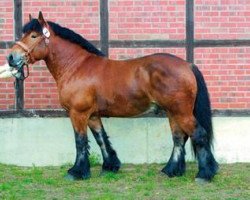 stallion Arthur 571 (Rhenish-German Cold-Blood, 2004, from Adrian 252)