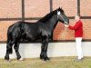 stallion Axel von Axien (Rhenish-German Cold-Blood, 2008, from Achat 2660)