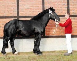 stallion Axel von Axien (Rhenish-German Cold-Blood, 2008, from Achat 2660)