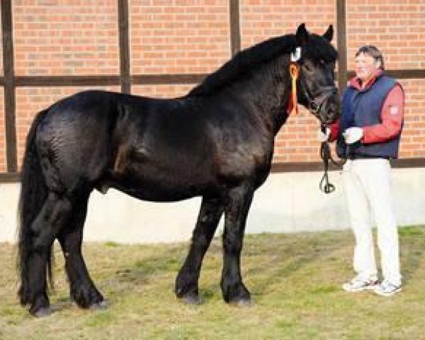 horse Ehrwürdiger (Rhenish-German Cold-Blood, 2008, from Elmar)