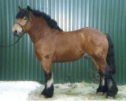 stallion Einstein (Rhenish-German Cold-Blood, 2003, from Emanuel 1025)