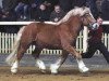 stallion Contador 345 (Rhenish-German Cold-Blood, 2006, from Condor)