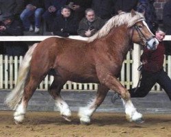 stallion Contador 345 (Rhenish-German Cold-Blood, 2006, from Condor)