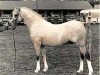 stallion Eyarth Celebration (Welsh-Pony (Section B), 1978, from Keston Royal Occasion)