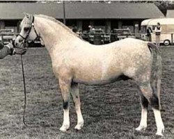 stallion Eyarth Celebration (Welsh-Pony (Section B), 1978, from Keston Royal Occasion)