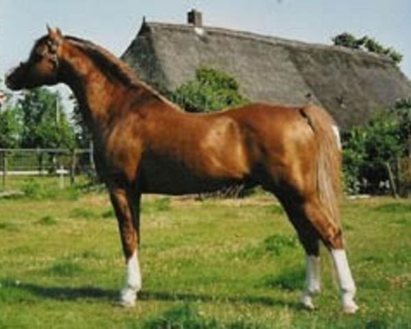 Deckhengst Den Bramel's Rio (Welsh Pony (Sek.B), 1994, von Eyarth Rio)
