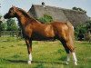 stallion Den Bramel's Rio (Welsh-Pony (Section B), 1994, from Eyarth Rio)