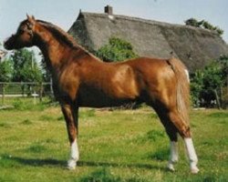 stallion Den Bramel's Rio (Welsh-Pony (Section B), 1994, from Eyarth Rio)