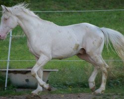 Springpferd Neshua B vom Wasserfall (Schweizer Warmblut, 2007, von Neon)