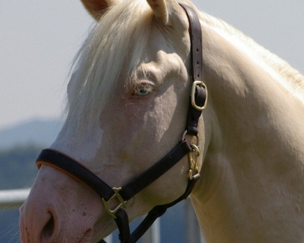 horse Neon (Czech Warmblood, 2002, from Almhirt Chlumecký)