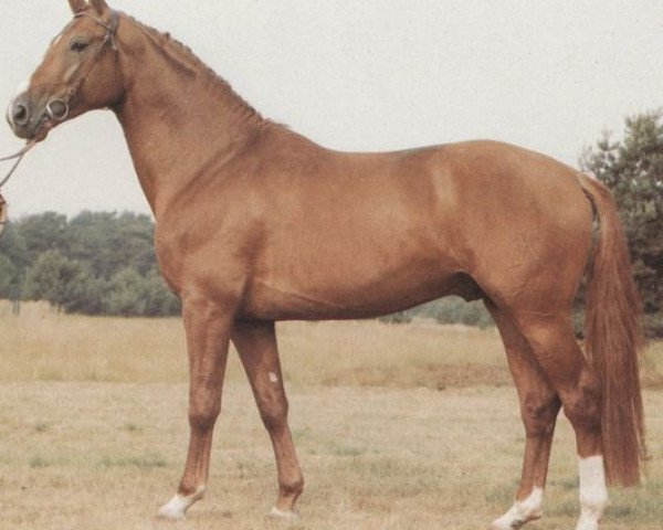 stallion Bismarck (Hanoverian, 1980, from Bolero)