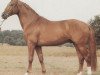 stallion Bismarck (Hanoverian, 1980, from Bolero)