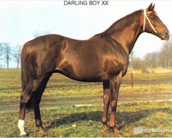 Deckhengst Darling Boy xx (Englisches Vollblut, 1958, von Darius xx)