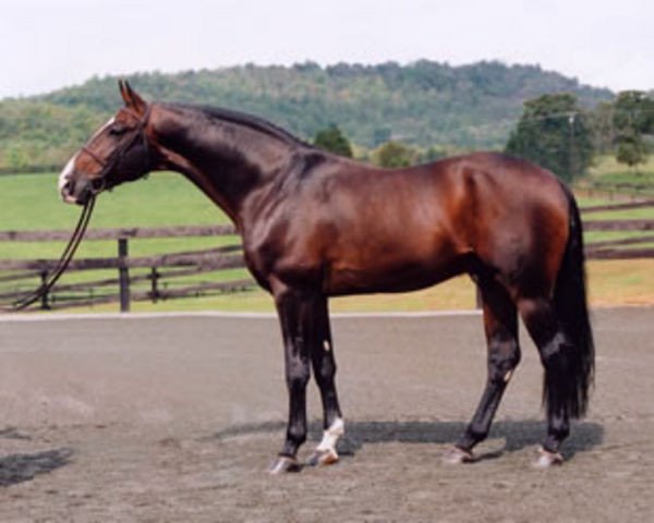 stallion Freedom (Hanoverian, 1987, from Furioso II)