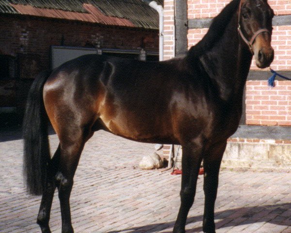 stallion Larengos (Hanoverian, 1994, from Landadel)