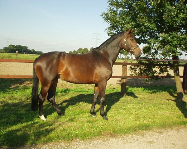 broodmare Charisma (Hanoverian, 1995, from Contender)