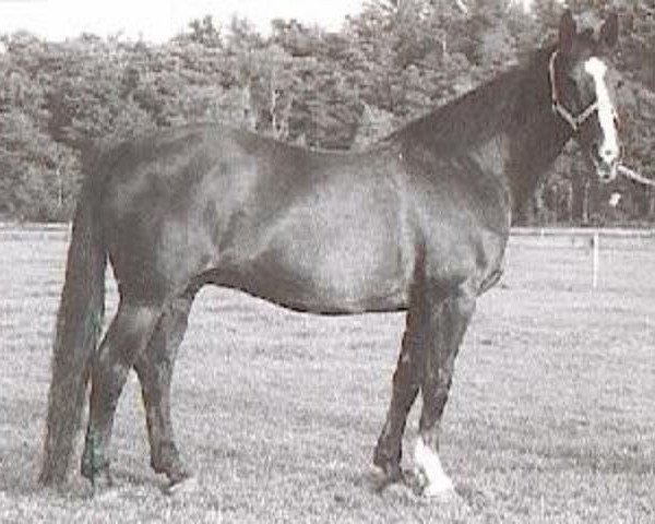 broodmare Flyer (Royal Warmblood Studbook of the Netherlands (KWPN), 1969, from Marco Polo)