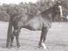 broodmare Flyer (Dutch Warmblood, 1969, from Marco Polo)