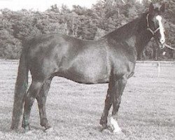 broodmare Flyer (KWPN (Royal Dutch Sporthorse), 1969, from Marco Polo)