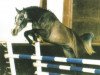 stallion Cantatus B (KWPN (Royal Dutch Sporthorse), 1993, from Cantus)
