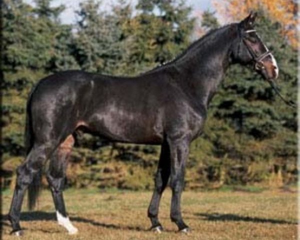 Pferd Cranach (Holsteiner, 1999, von Contender)