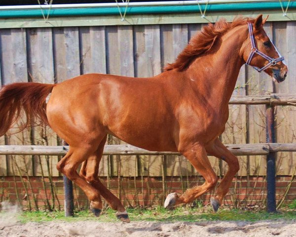 dressage horse Leonardos 2 (Hanoverian, 2001, from Londonderry)