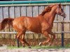 dressage horse Leonardos 2 (Hanoverian, 2001, from Londonderry)