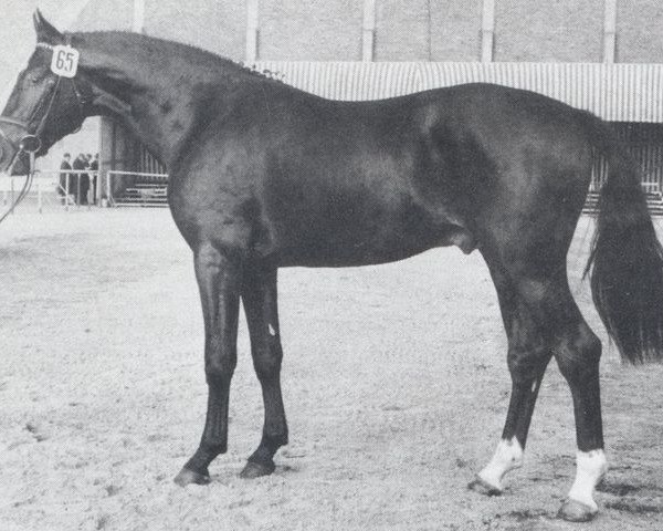 stallion Donkosak (Hanoverian, 1967, from Don Carlos 4088)