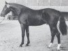 stallion Donkosak (Hanoverian, 1967, from Don Carlos 4088)