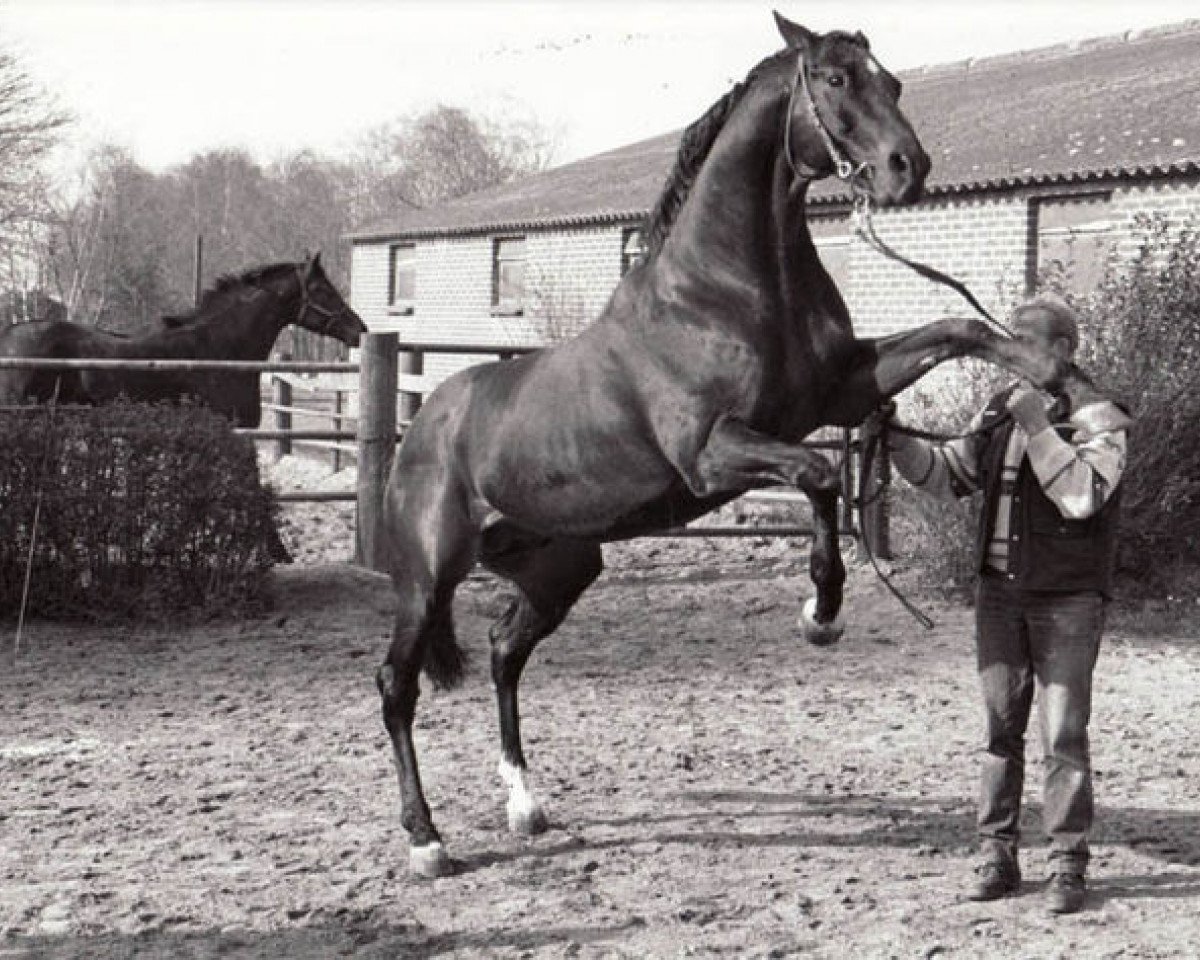 stallion Man in the Moon xx (Thoroughbred, 1974, from Buckpasser xx)