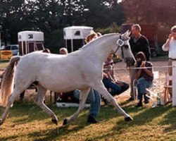 Zuchtstute Nadin (Deutsches Reitpony, 1980, von Niklas I)