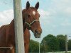 horse Double Dutch (Trakehner, 1993, from Donaumonarch)