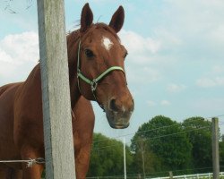 horse Double Dutch (Trakehner, 1993, from Donaumonarch)