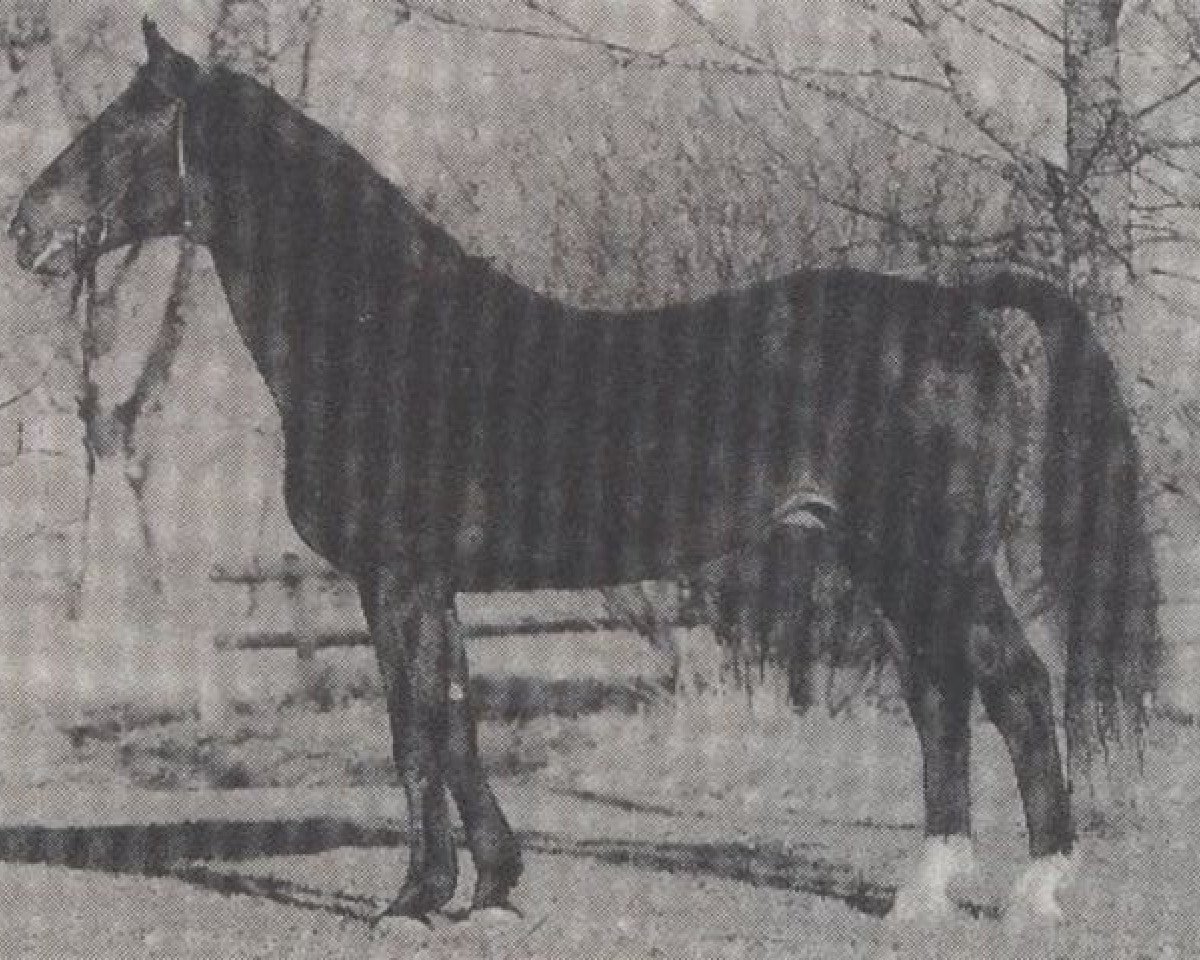 Deckhengst Wodkin (Hannoveraner, 1969, von Wicht)
