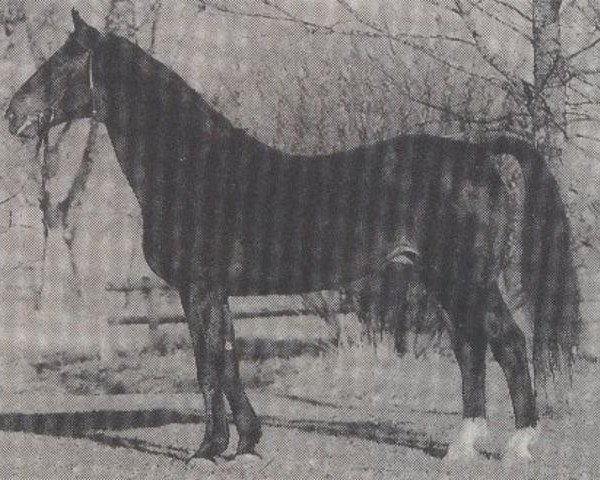 stallion Wodkin (Hanoverian, 1969, from Wicht)