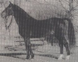 stallion Wodkin (Hanoverian, 1969, from Wicht)