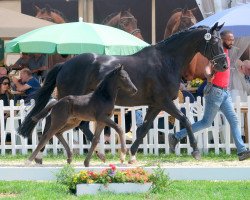 dressage horse Stute von Don Romance / Ganymedes (Westphalian, 2022, from Don Romance PS OLD)