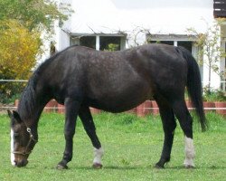 broodmare Rapunzel (Hanoverian, 1987, from Ramino)