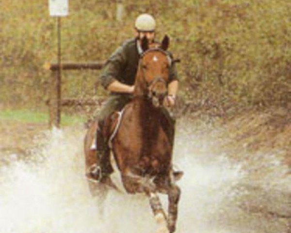 stallion Weltrat (Westphalian, 1992, from Weltmeyer)